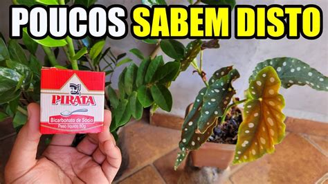 Ponha E Regue Bicarbonato De S Dio Nas Suas Plantas E Veja O Qu