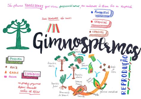 2°ano Mapas Mentais Sobre Reino Plantae