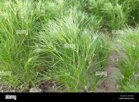 Cumin Crop Field Fresh Plant Of Cumin Seeds Farm Growing In