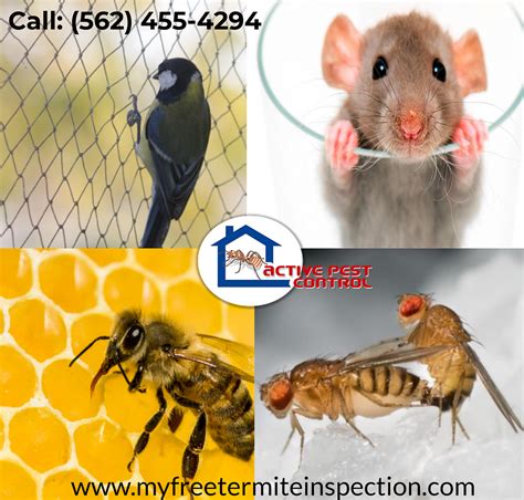 Termite Fumigation Orange County Call The Termite Fumigation Experts