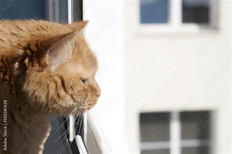 Sad Cat Looking Out Window