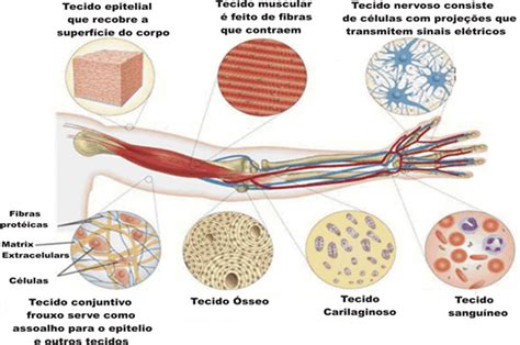 De Olho Na Biologia Tipos De Tecidos Do Corpo Humano