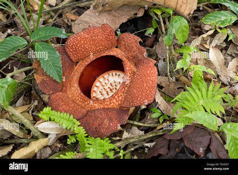 Parque Nacional De Kinabalu Fotograf As E Im Genes De Alta Resoluci N