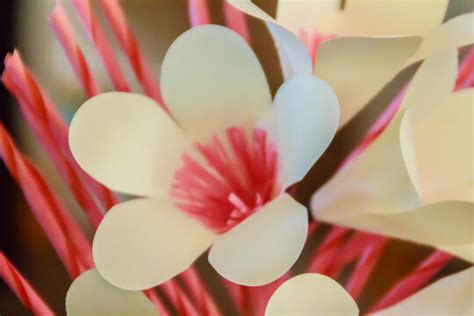 Sandalwood Flower