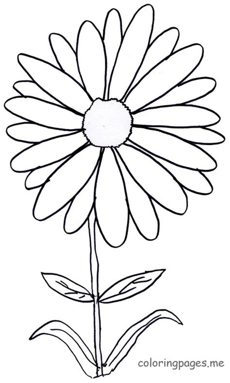 Daisy Outline Drawing at GetDrawings | Free download