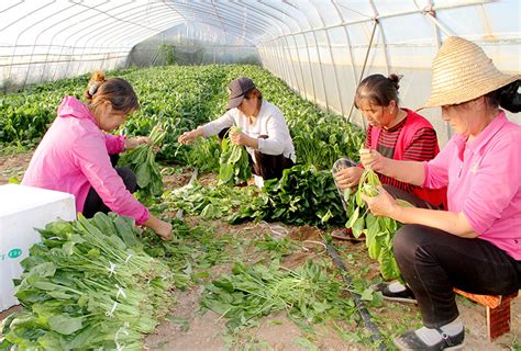 华亭：冬闲人不闲 增收心里甜甘肃经济日报—甘肃经济网