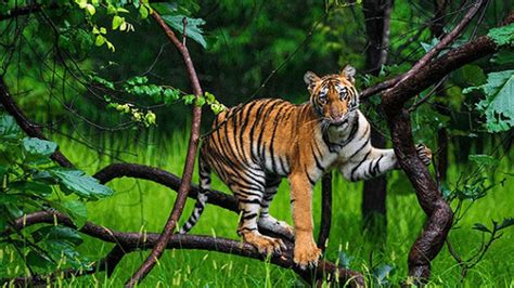 New Conservation Reserves Declared In Rajasthan