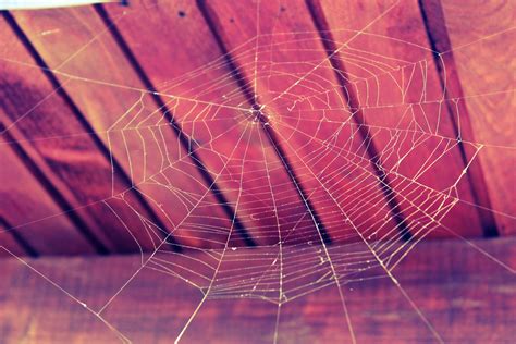 50 Great Cobweb Photos · Pexels · Free Stock Photos