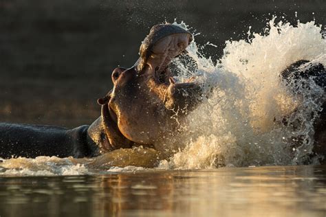 Nature Hippo King Kpbs Public Media