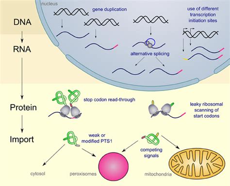 Frontiers Dual Targeting Of Peroxisomal Proteins