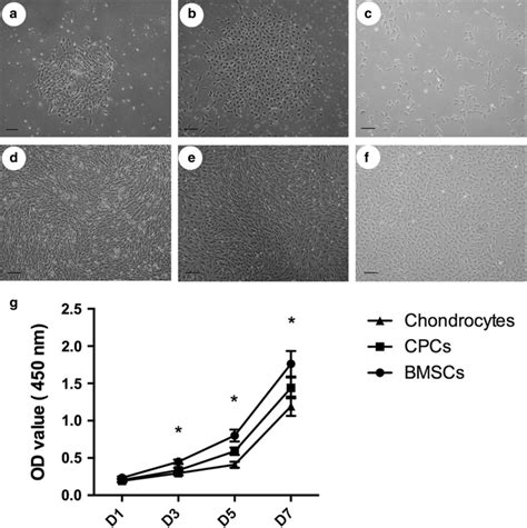 Cell Culture In Vitro Bmscs A And Cpcs B Were Found To Form