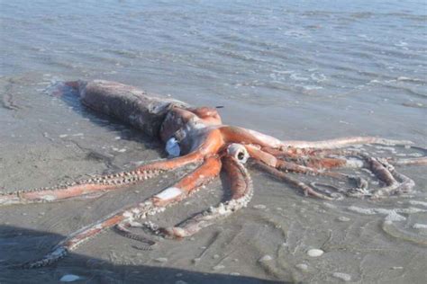 Rare 14 Foot Giant Squid Found On South African Beach