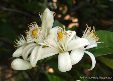 Orange Blossoms | Nature, Cultural, and Travel Photography Blog