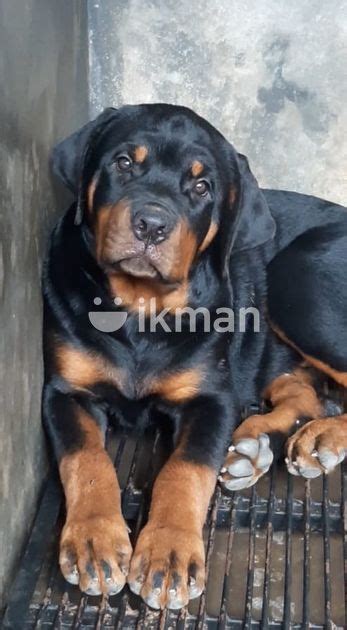 Rottweiler Puppy For Sale In Gampaha City Ikman