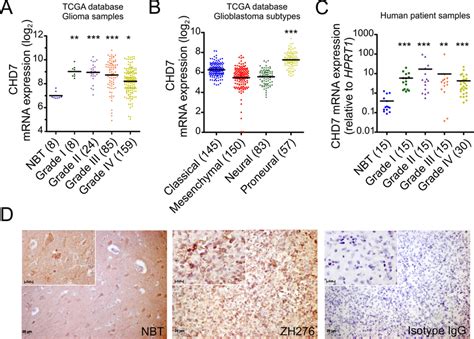 Chd7 Is Up Regulated In Gliomas A Chd7 Mrna Levels In 276 Human