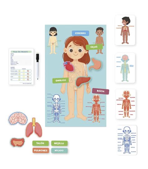 Aprendo En Positivo El Cuerpo Humano Diset Juguetes Abracadabra