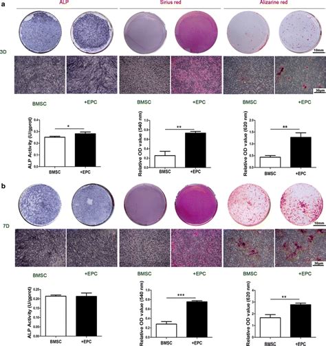 ALP Staining ALP Activity Collagen Secretion And ECM Mineralization