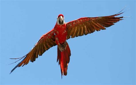 Guacamaya Roja Características Bioenciclopedia