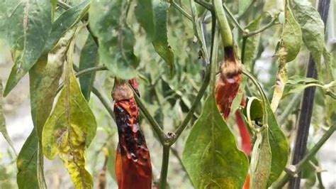 Petani Cabai Di Bojonegoro Merugi Gegara Tanaman Membusuk Dampak Cuaca