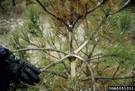 Pine Tree Trunk Fungus