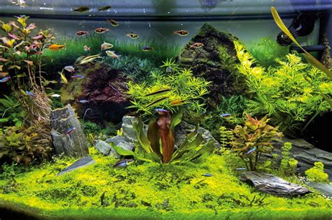 Aquarium Gestalten Und Dekorieren HORNBACH