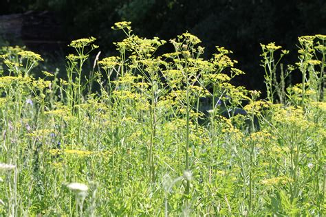 Wild Parsnip Burn Treatment Captions Save