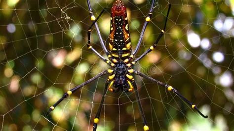 Giant Golden Orb Weaver Big Spider Sits on a Web Blur Soft Focus Stock ...