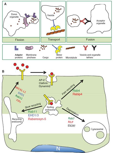 Membrane Dynamics And The Endocytic Pathway A Schematic Diagram Download Scientific Diagram