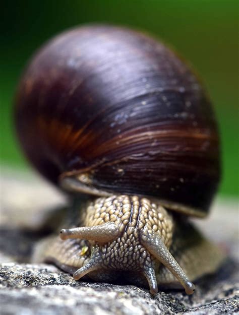 Free Picture Snail Animal Shell Gastropod Invertebrate Garden