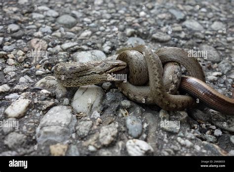 Snake eats snake Stock Photo - Alamy