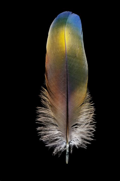 Listen: This could be the loudest bird on Earth | National Geographic