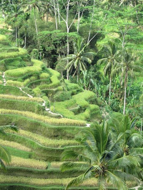 Campos Colgantes Del Arroz De Bali Foto De Archivo Imagen De Bali