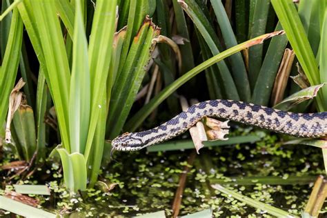 Common European Adder 7026059 Stock Photo at Vecteezy