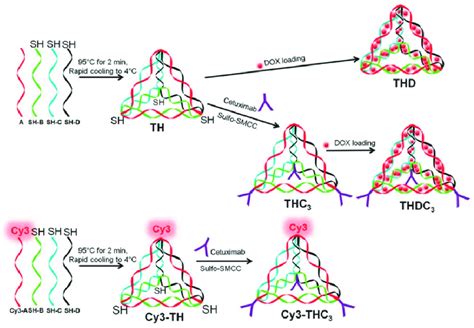 Structure Formation Diagram Of Dna Tetrahedral Nanocomposites Dna Th