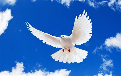 Blue Sky White Dove Flying New Desktop Wallpaper In Hd Free Dove