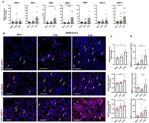 Viruses Free Full Text Matrix Metalloproteinases Expression Is