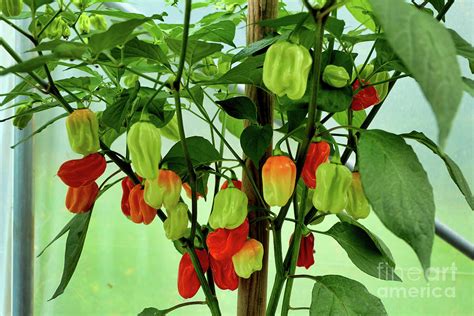 Habanero Chilli Photograph By Stephen Farhall Fine Art America