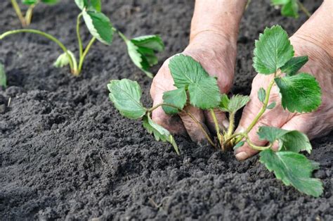 Strawberry Seedlings Guide Strawberry Plants