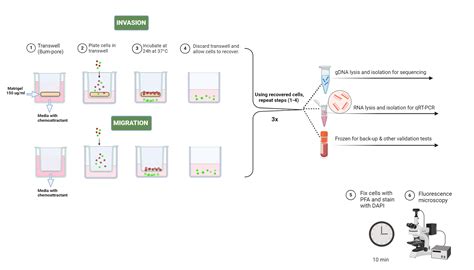 Migration And Invasion Assay Biorender Science Templates