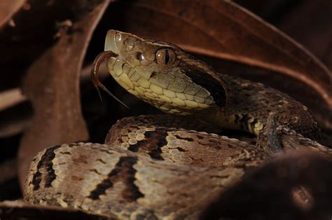 Nova Esp Cie De Jararaca Descoberta Em Regi O Isolada Da Para Ba