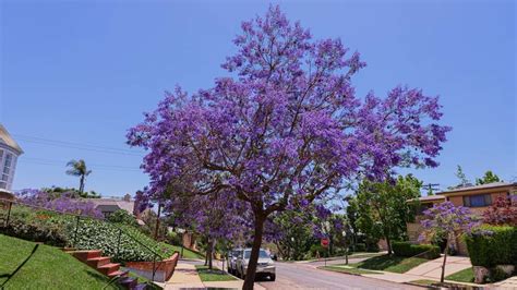 Here's What L.A.'s Jacaranda Bloom Looks Like Right Now