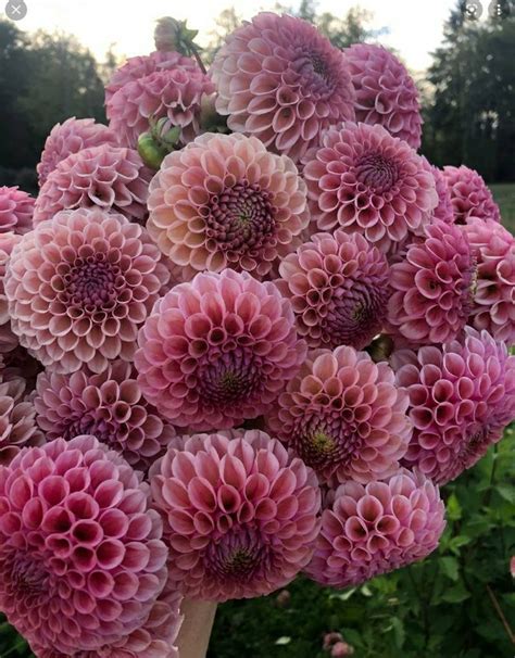 Pre Order Bracken Rose Dahlia Cutting For Spring 2023 Etsy