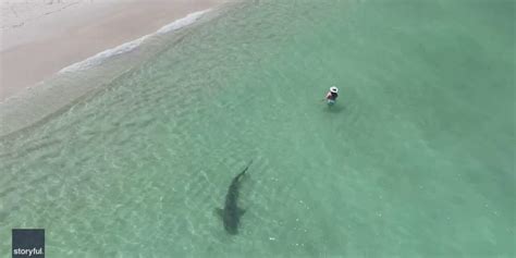 Close Call Drone Captures Massive Shark Swimming Near Unsuspecting