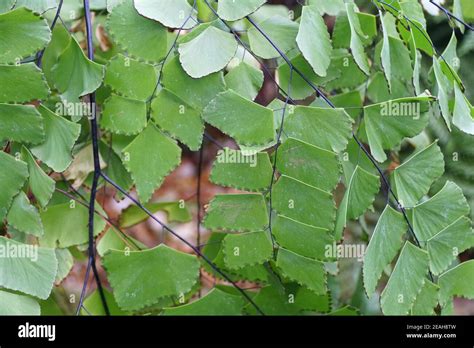 Helecho Culantrillo Gigante Fotograf As E Im Genes De Alta Resoluci N