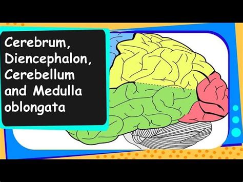 Cerebrum Vs Cerebellum, Cerebellum Functions Structure And Location ...