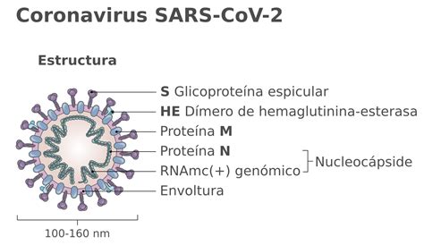 Sars Cov Estructura Cuaderno De Cultura Cient Fica