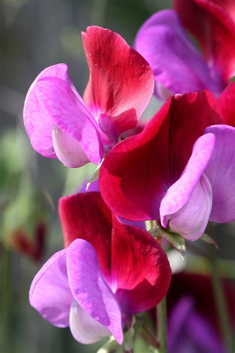 Lathyrus Odoratus Matucana Old Fashioned Sweet Pea Flickr