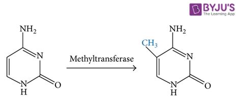 Process Of Dna Methylation