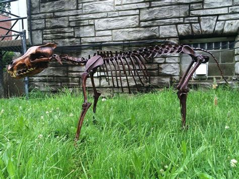 Dire Wolf Skeleton cast replica cast replica reproduction Fossils ...