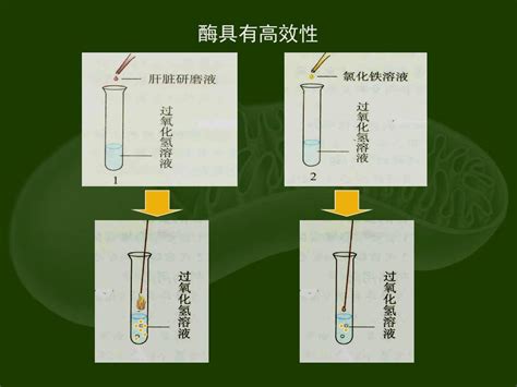 人教课标生物必修1酶的特性word文档在线阅读与下载免费文档